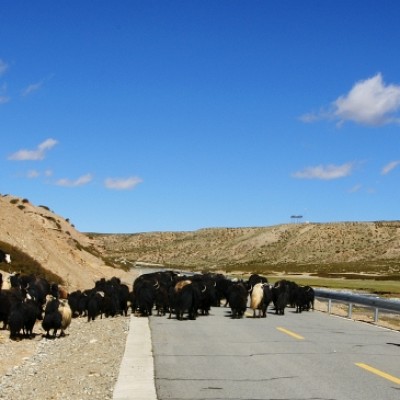 Yaks on the road